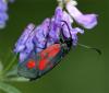 74371 – Photo : Pelouard – France (06)