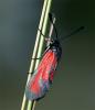 74426 – Photo : Pelouard – France (05)