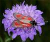 74433 – Photo : Pelouard – France (05)
