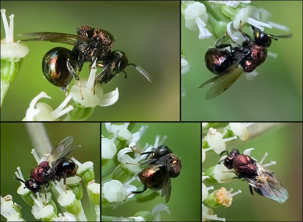 Réf. 74398 — INSECTA > Hymenoptera > Perilampidae > Perilampus sp