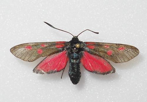 Réf. 75 530 : Zygaena lonicerae