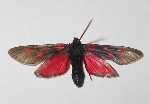 Zygaena sp.