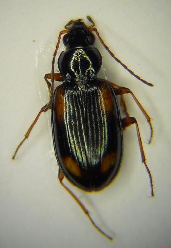 Bembidion bualei bualei