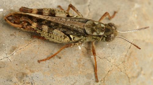 Réf. 75 930 : Calliptamus barbarus barbarus
