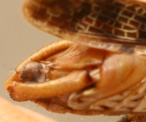 Calliptamus barbarus barbarus
