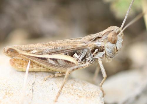 Réf. 75 927 : Omocestus petraeus