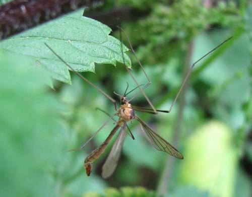 Cylindrotoma distinctissima