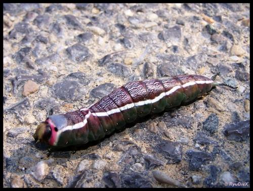 Cerura vinula