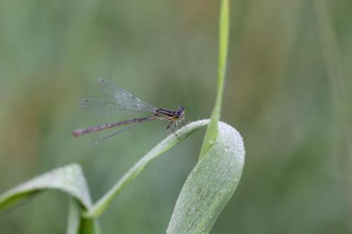 Réf. 75 040 : Ischnura genei