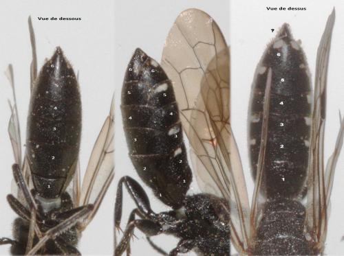 Sapygina decemguttata