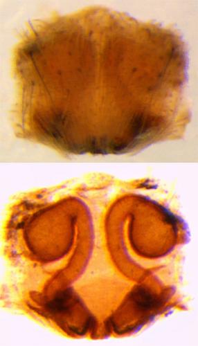 Réf. 75 353 : Hygrolycosa rubrofasciata