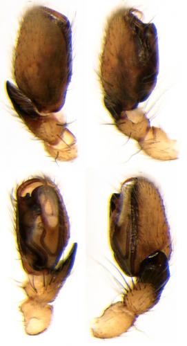 Réf. 75 405 : Clubiona trivialis