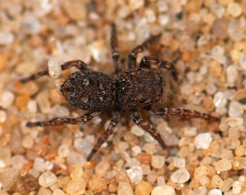 Réf. 75 366 : Attulus caricis