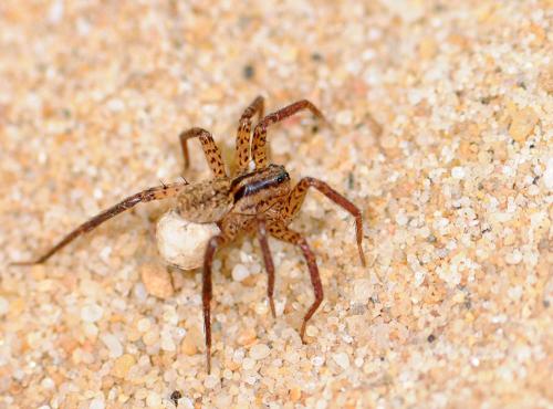 Hygrolycosa rubrofasciata