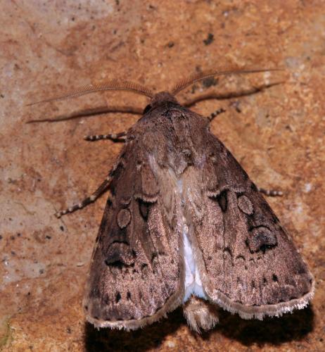Réf. 75 057 : Agrotis bigramma