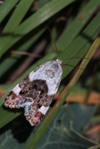 Réf. 75 583 : Acontia lucida