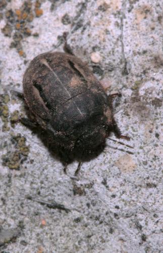 Réf. 75 263 : Odontoscelis fuliginosa