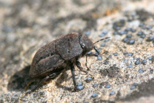 Réf. 75 264 : Odontoscelis fuliginosa
