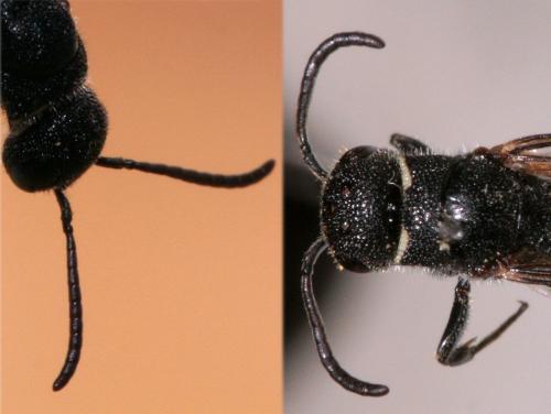 Sapygina decemguttata
