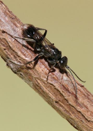Dipogon subintermedius