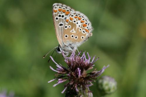 Réf. 75 448 : Aricia agestis