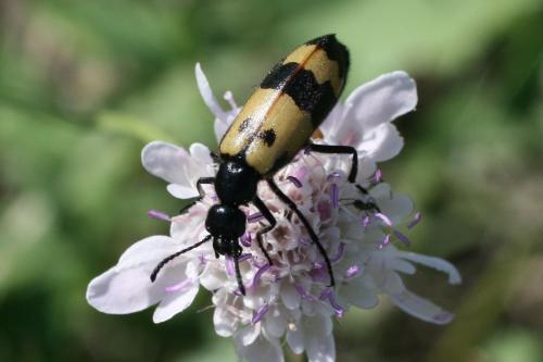 Réf. 75 556 : Mylabris variabilis