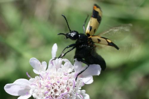 Mylabris variabilis