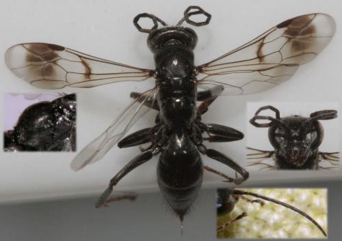 Dipogon subintermedius