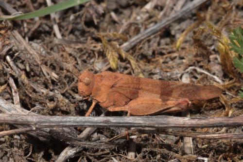Réf. 75 573 : Oedipoda caerulescens caerulescens