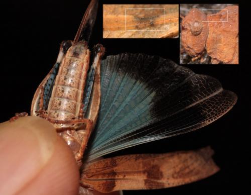 Oedipoda caerulescens caerulescens