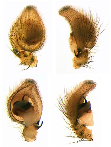 Réf. 75 939 : Marpissa radiata