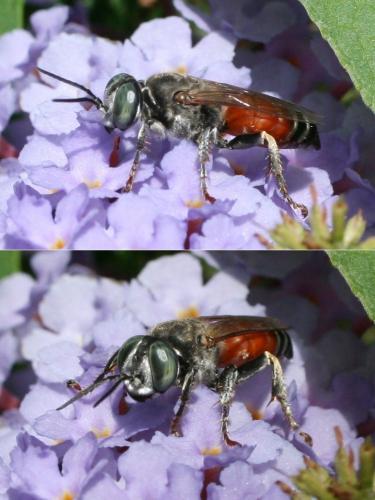 Réf. 75 878 : Tachytes freygessneri