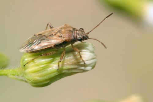 Réf. 75 960 : Nysius sp.