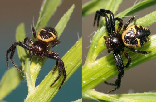 Réf. 75 956 : Synema globosum