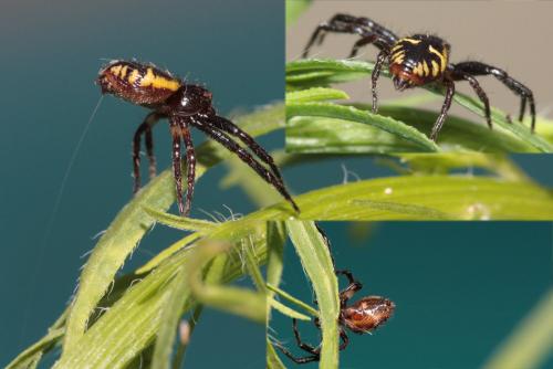 Réf. 75 957 : Synema globosum