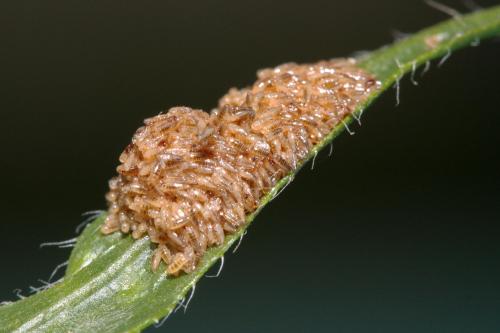Stenoria sp.