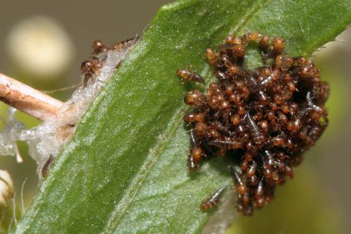 Stenoria sp.