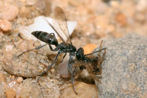 Pompilus cinereus