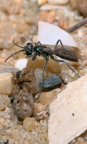 Pompilus cinereus