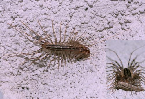 Réf. 75 961 : Scutigera coleoptrata