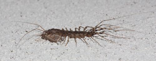 Réf. 75 962 : Scutigera coleoptrata