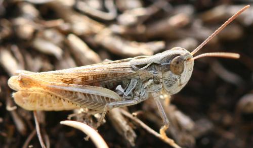 Réf. 75 191 : Omocestus petraeus