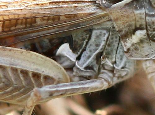 Réf. 75 210 : Omocestus petraeus
