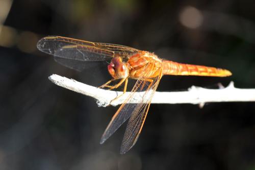 Crocothemis erythraea