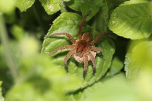 Dolomedes fimbriatus