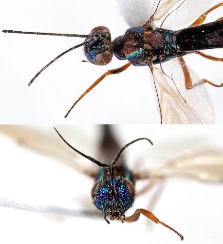 Eusandalum sp.