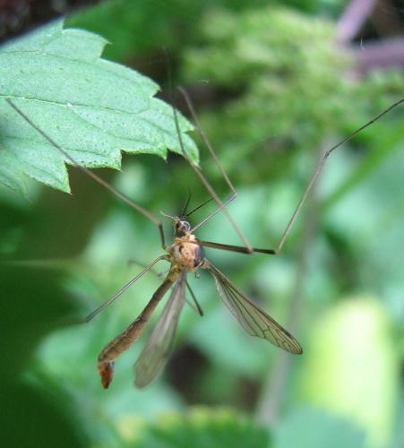 Cylindrotoma distinctissima