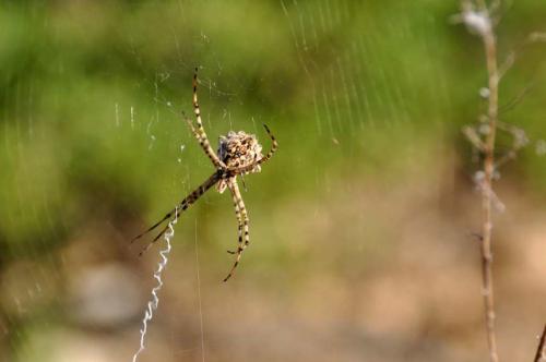 Argiope lobata