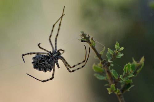 Argiope lobata