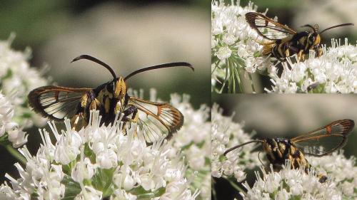 Réf. 75 313 : Synanthedon vespiformis